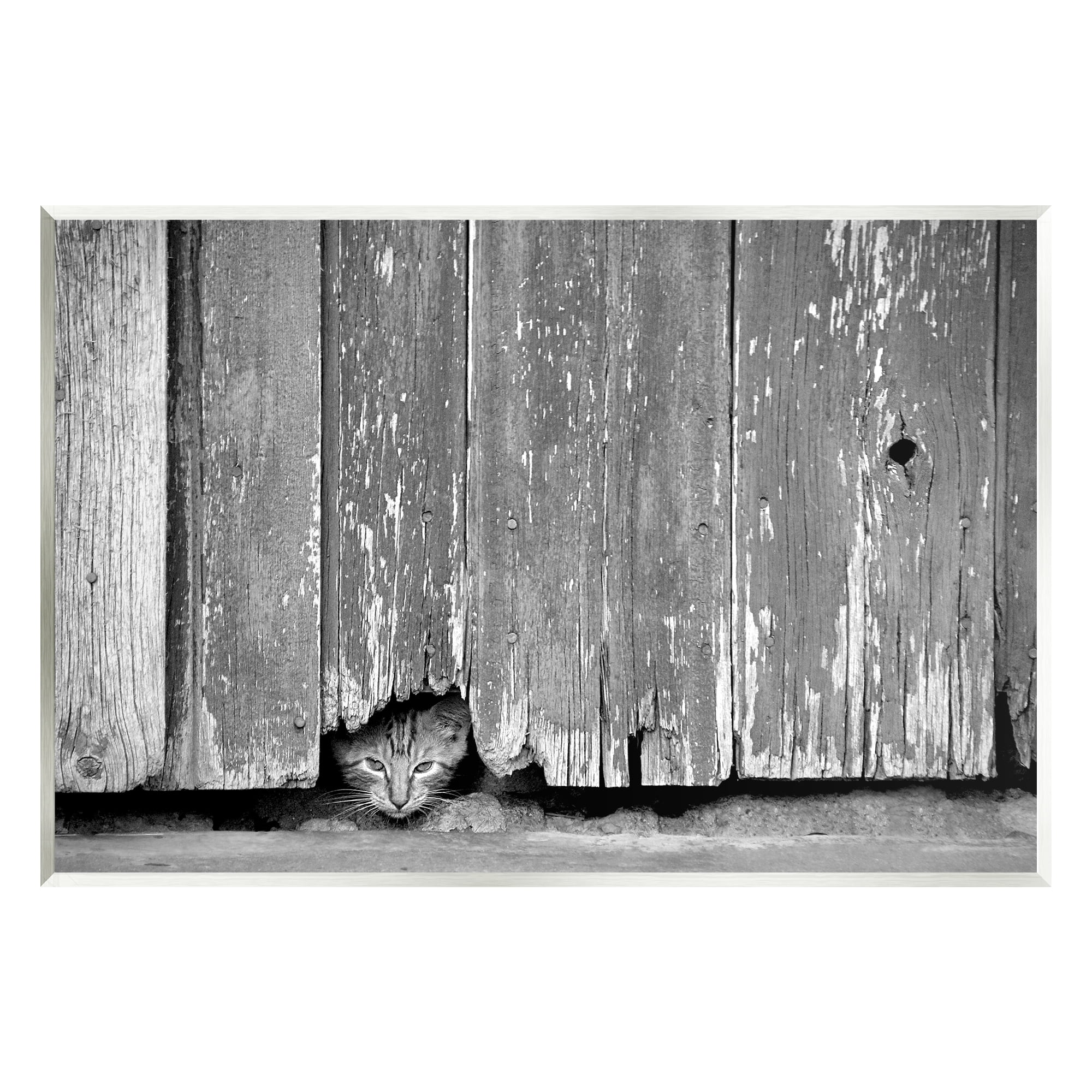 Stupell Industries Rustic Cat Peeking Animals & Insects Photography Unframed Art Print Wall Art, 15 x 10