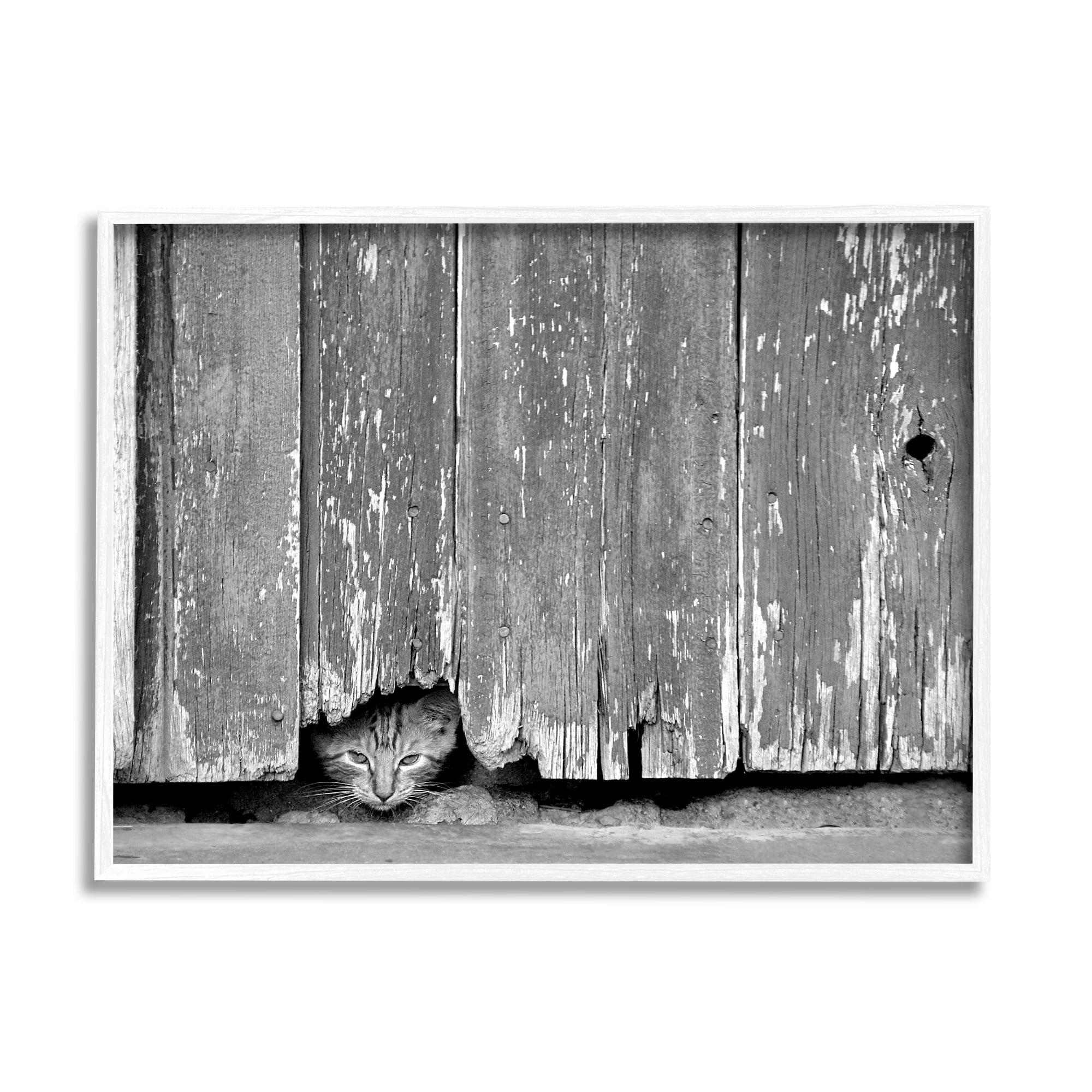 Stupell Industries Rustic Cat Peeking Animals & Insects Photography White Framed Art Print Wall Art, 14 x 11