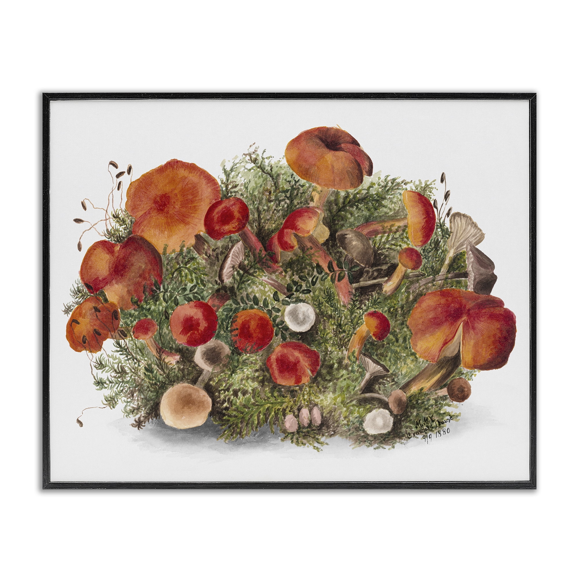 Stupell Industries Rustic Cottage Mushrooms Botanical & Floral Painting Black Framed Art Print Wall Art, 20 x 16