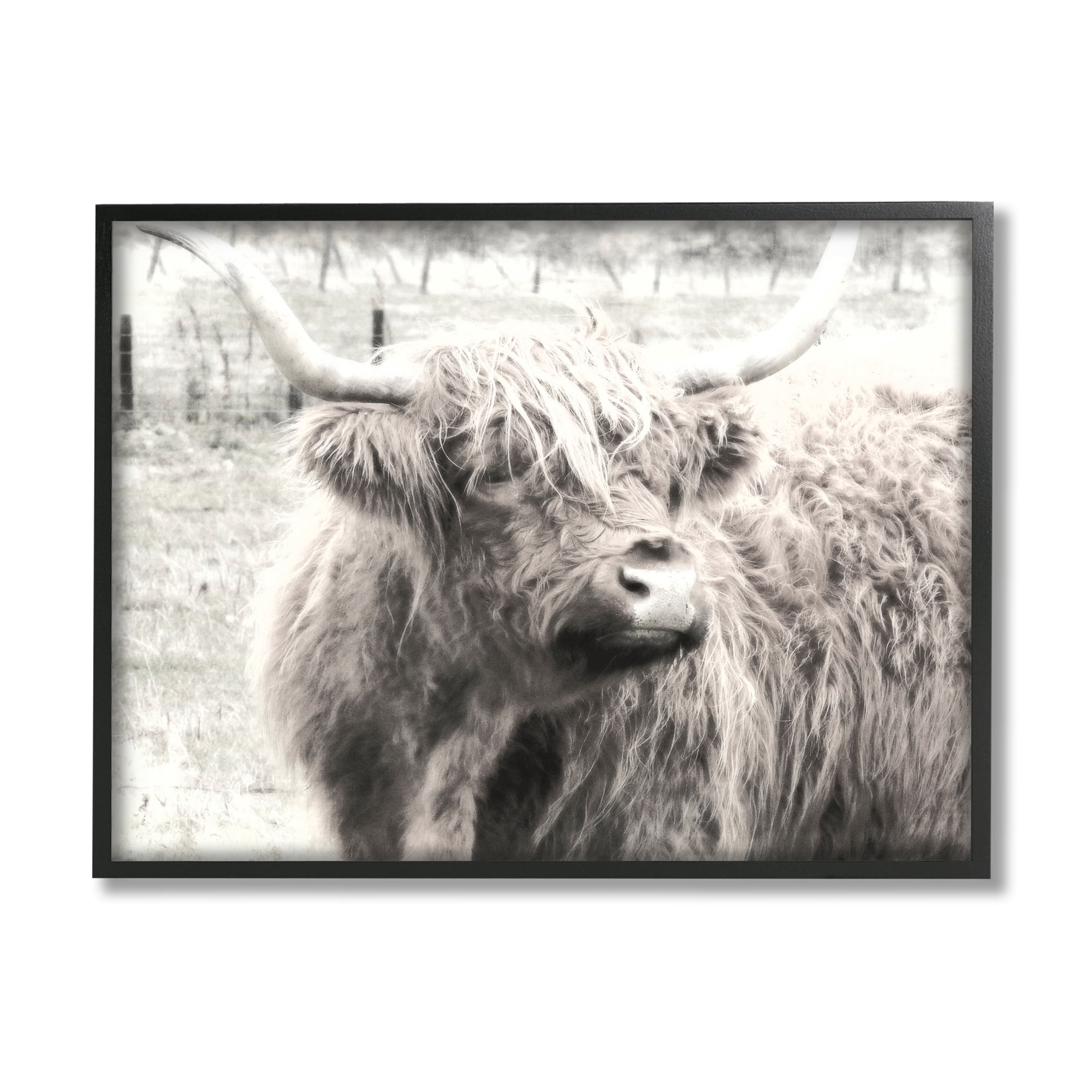 Stupell Industries Rustic Farm Highland Cattle Cow Monochrome Photography Photograph Black Framed Art Print Wall Art, Design by Graffitee Studios