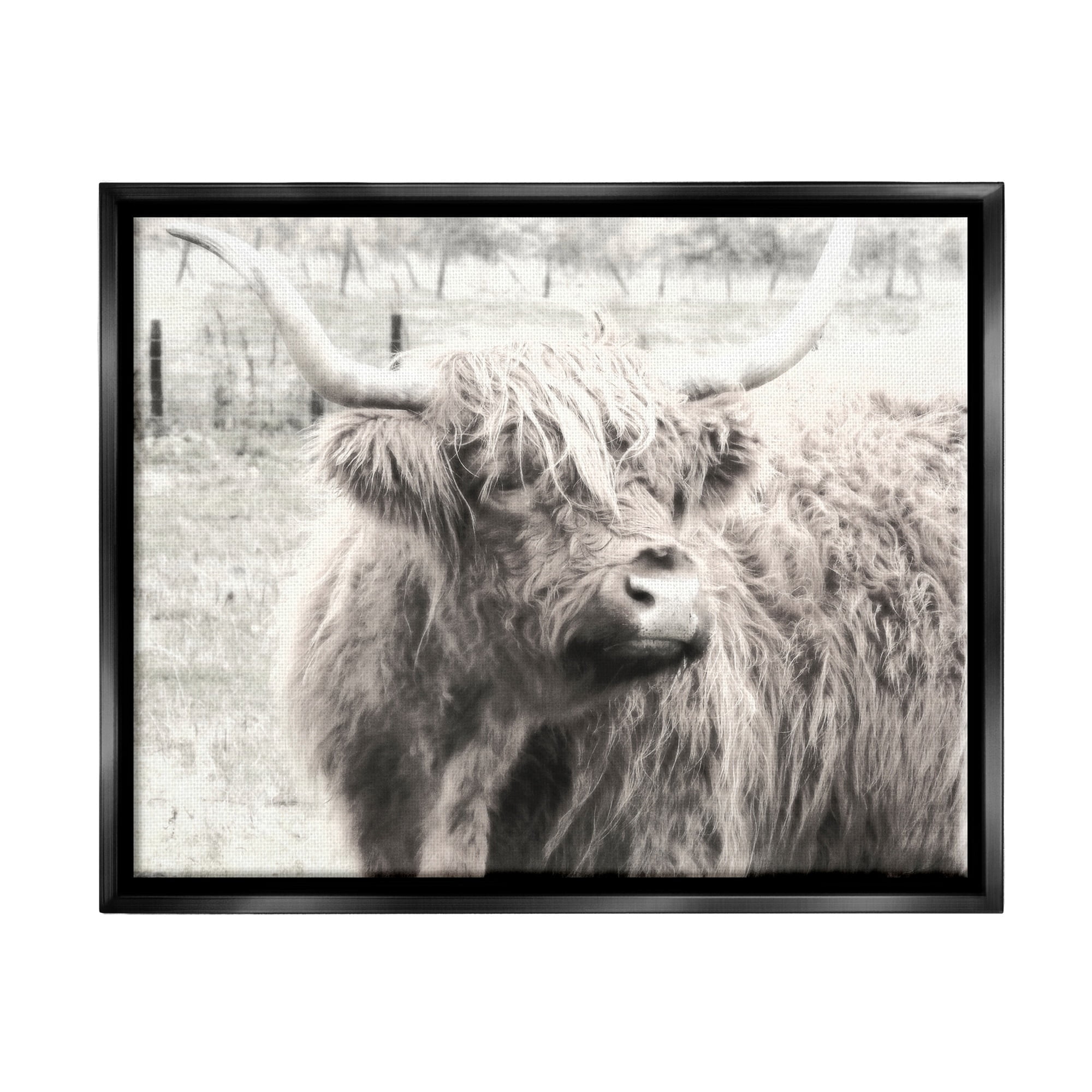 Stupell Industries Rustic Farm Highland Cattle Cow Monochrome Photography Photograph Jet Black Floating Framed Canvas Print Wall Art, Design by Graffitee Studios