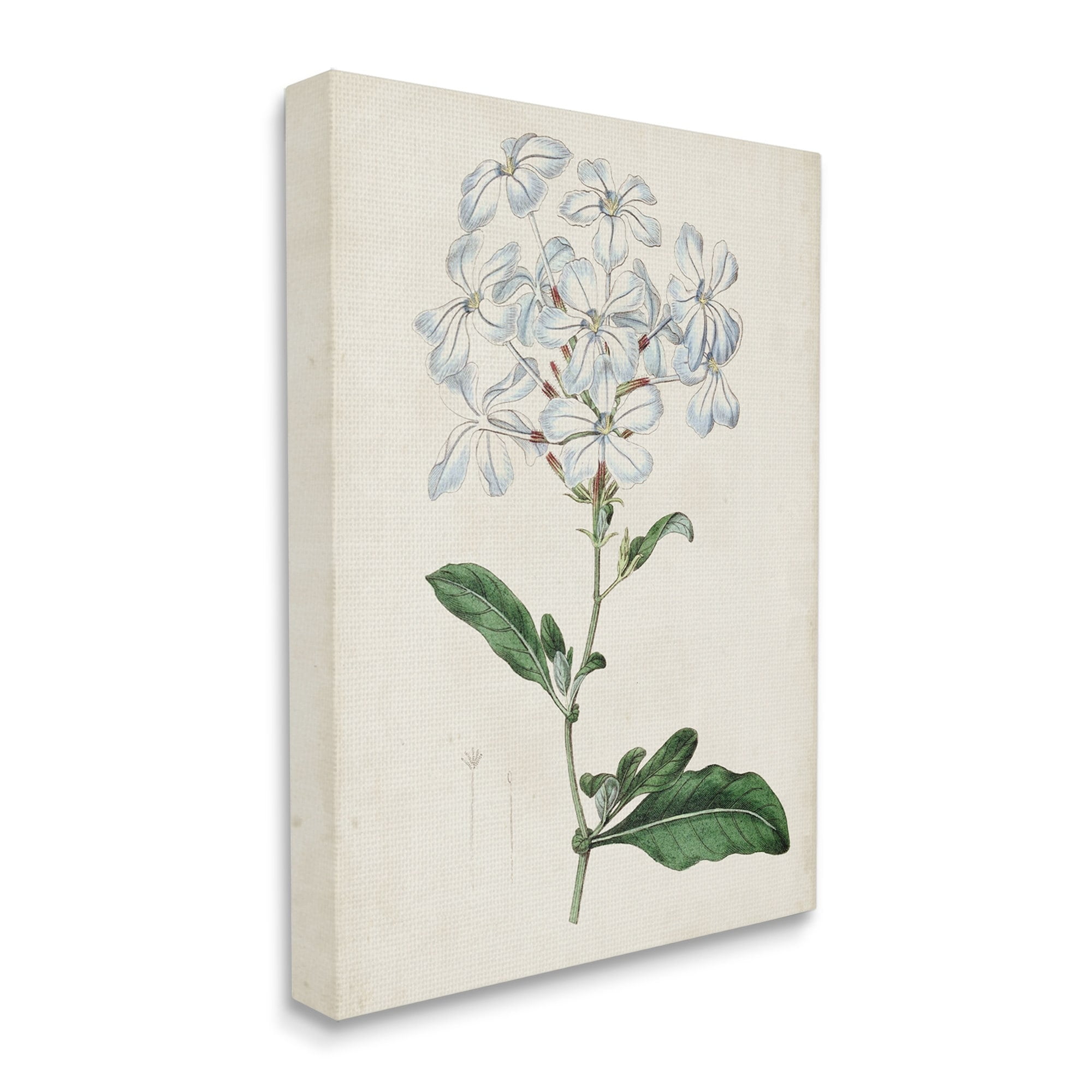 Stupell Industries Rustic Garden Floral Study Charming White Blossoms,30 x 40,Designed by Curtis