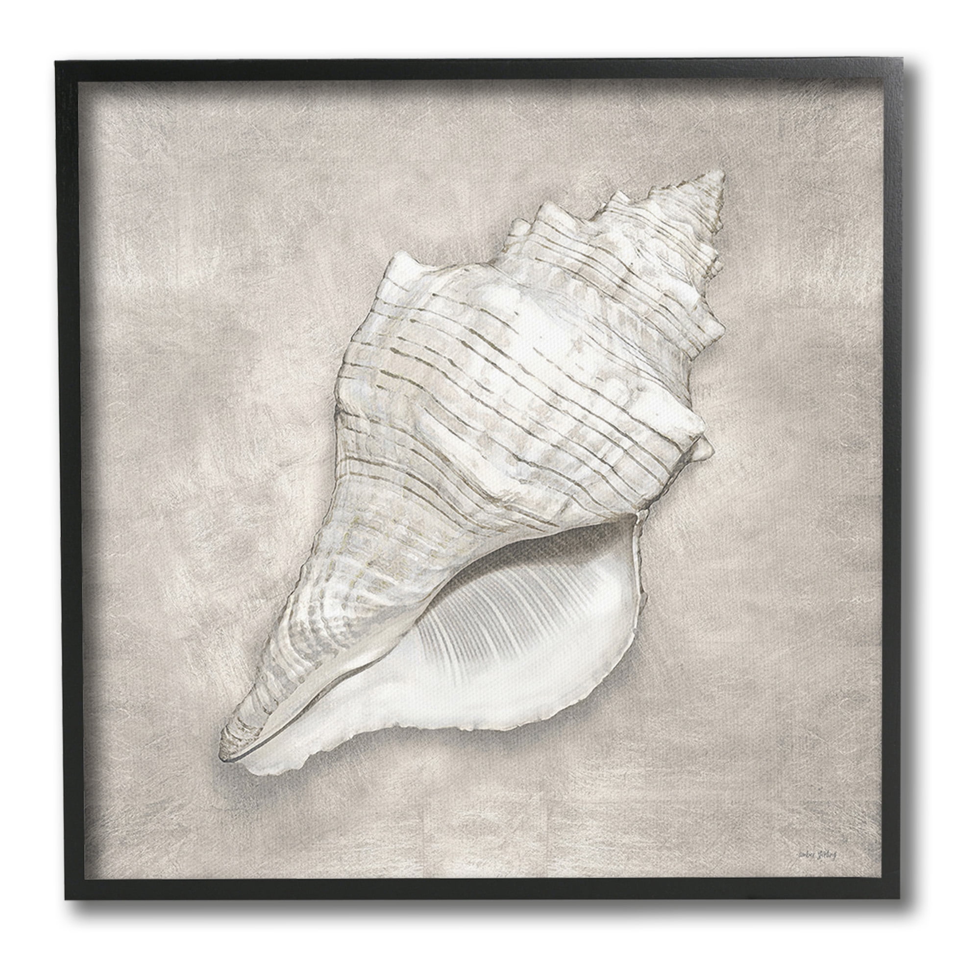 Stupell Industries Rustic Grey Conch Shell Nature Painting Black Framed Art Print Wall Art, 24 x 24