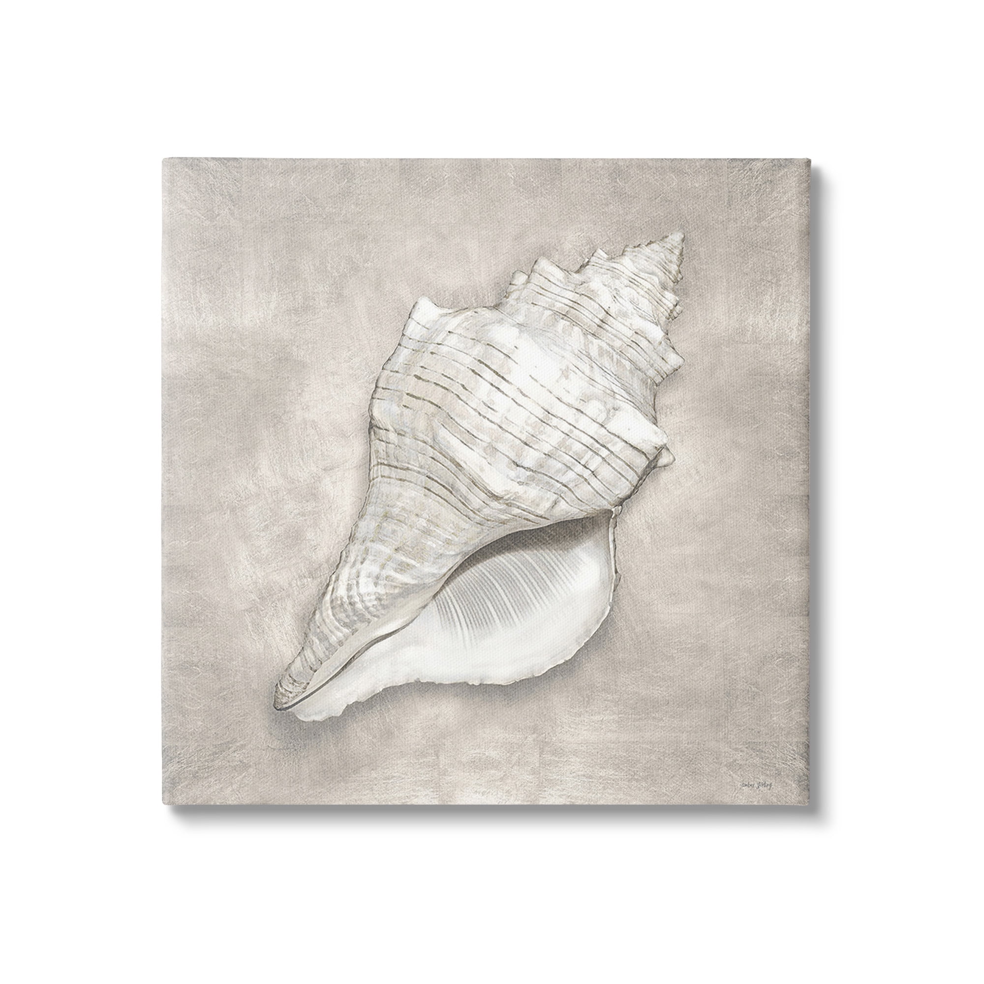 Stupell Industries Rustic Grey Conch Shell Nature Painting Gallery Wrapped Canvas Art Print Wall Art, 36 x 36
