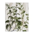 thumbnail image 1 of Stupell Industries Rustic Lodge Rustic Botanical Vines Canvas Art, 30 x 40, by Kim Allen, 1 of 8