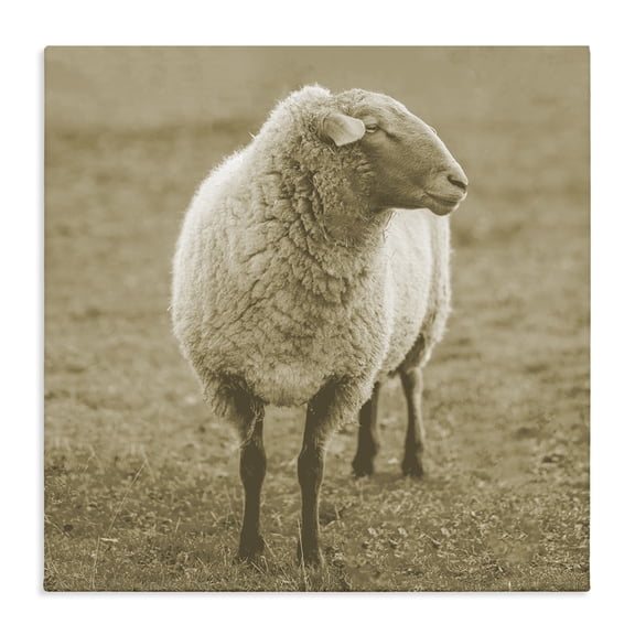 Stupell Industries Rustic Lodge Sheep Grazing Farmland Photography Canvas Art, 17 x 17, by Lil' Rue