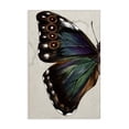 thumbnail image 1 of Stupell Industries Rustic Lodge Traditional Butterfly Wing Canvas Art, 16 x 24, by Melissa Wang, 1 of 8