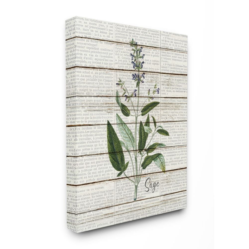 Stupell Industries Sage Vintage Herb Kitchen Dining Room Word Collage Design Canvas Wall Art by Kimberly Allen