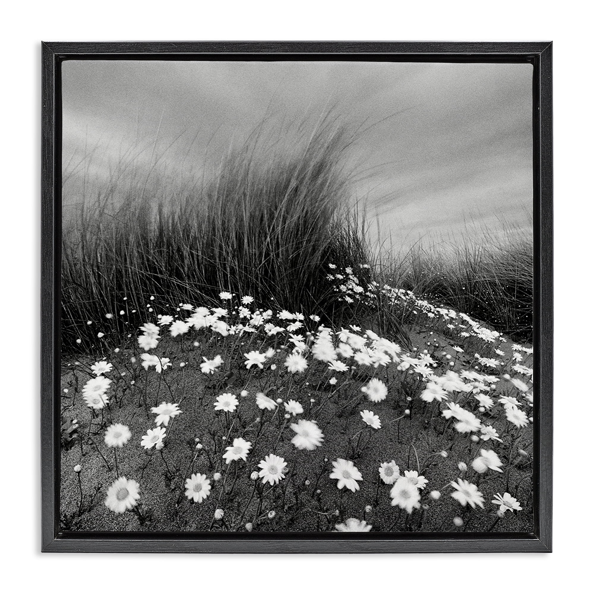 Stupell Industries Sand Daisies on Hill Landscape Photography Black Floater Framed Art Print Wall Art, 18 x 18