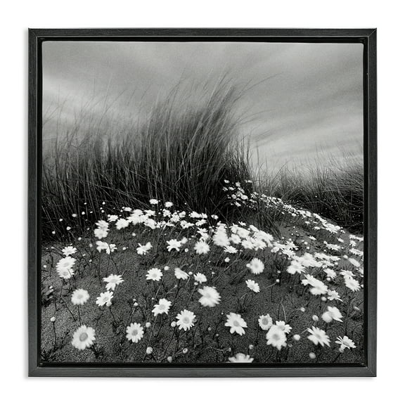 Stupell Industries Sand Daisies on Hill Landscape Photography Black Floater Framed Art Print Wall Art, 18 x 18