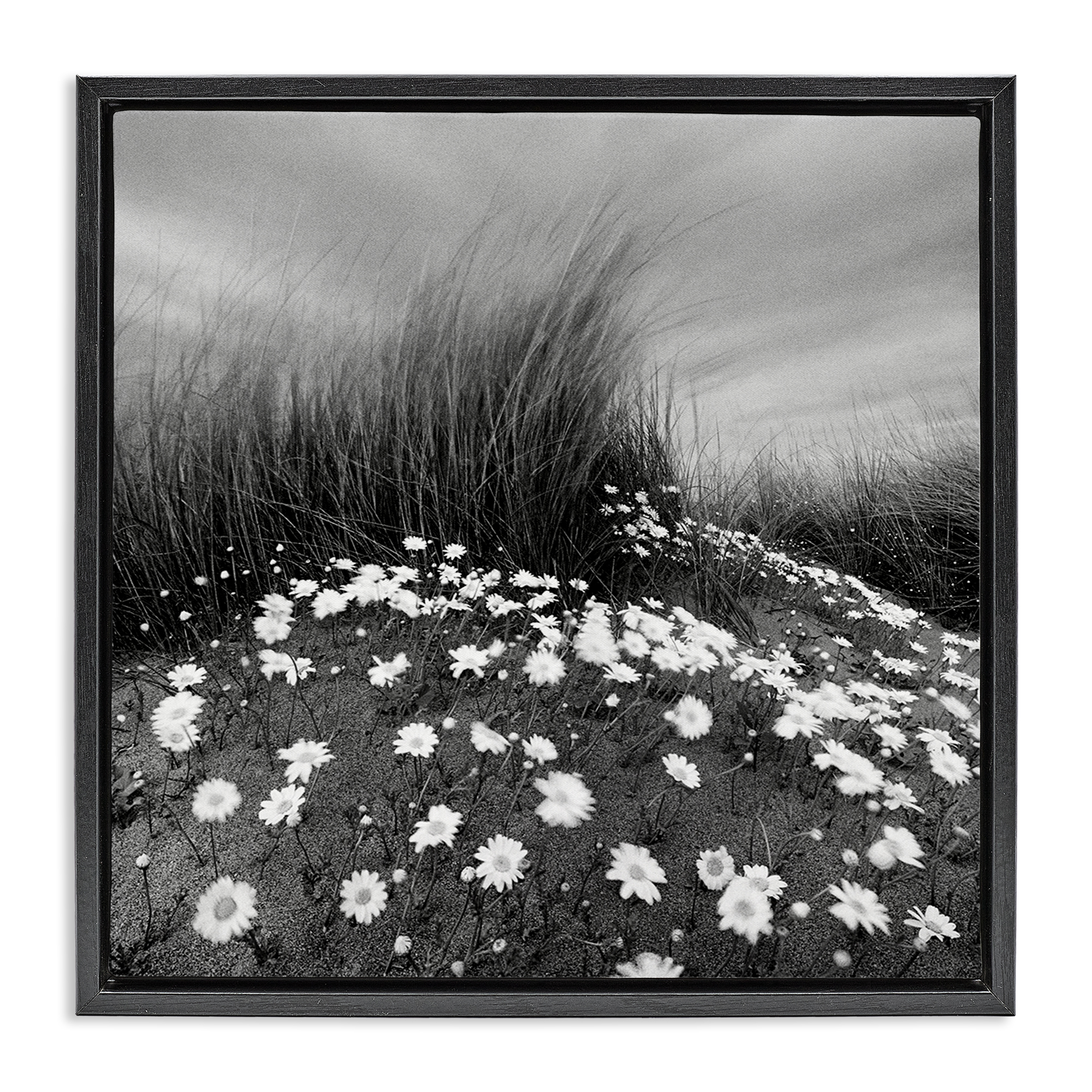 Stupell Industries Sand Daisies on Hill Landscape Photography Black Floater Framed Art Print Wall Art, 25 x 25