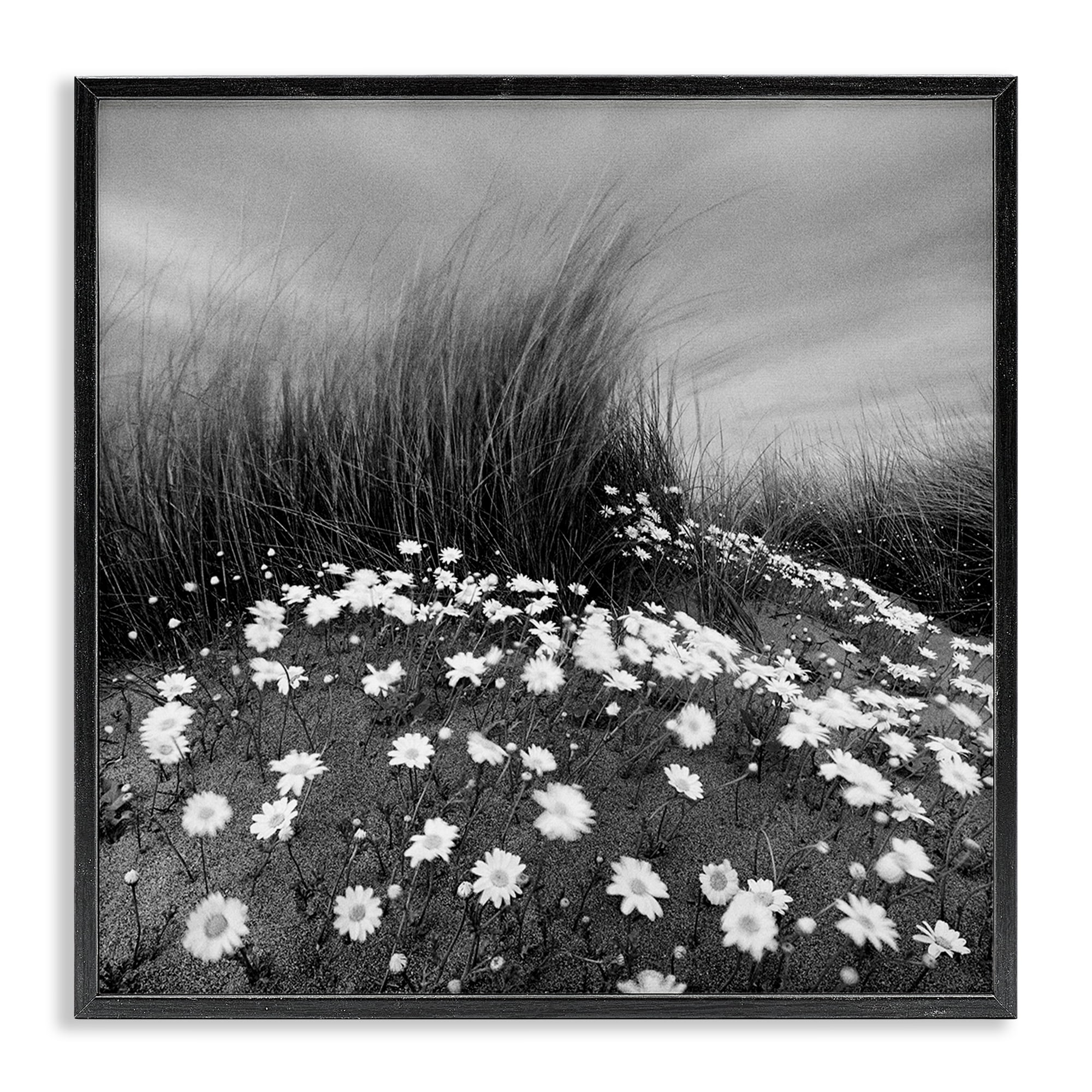 Stupell Industries Sand Daisies on Hill Landscape Photography Black Framed Art Print Wall Art, 24 x 24