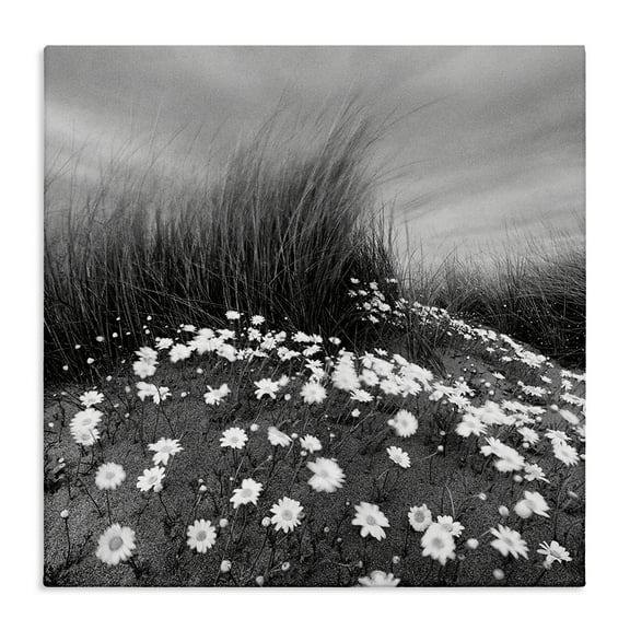 Stupell Industries Sand Daisies on Hill Landscape Photography Gallery Wrapped Canvas Art Print Wall Art, 17 x 17