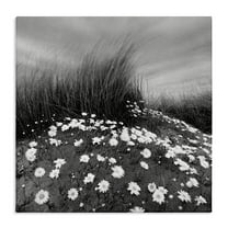 Stupell Industries Sand Daisies on Hill Landscape Photography Gallery Wrapped Canvas Art Print Wall Art, 17 x 17