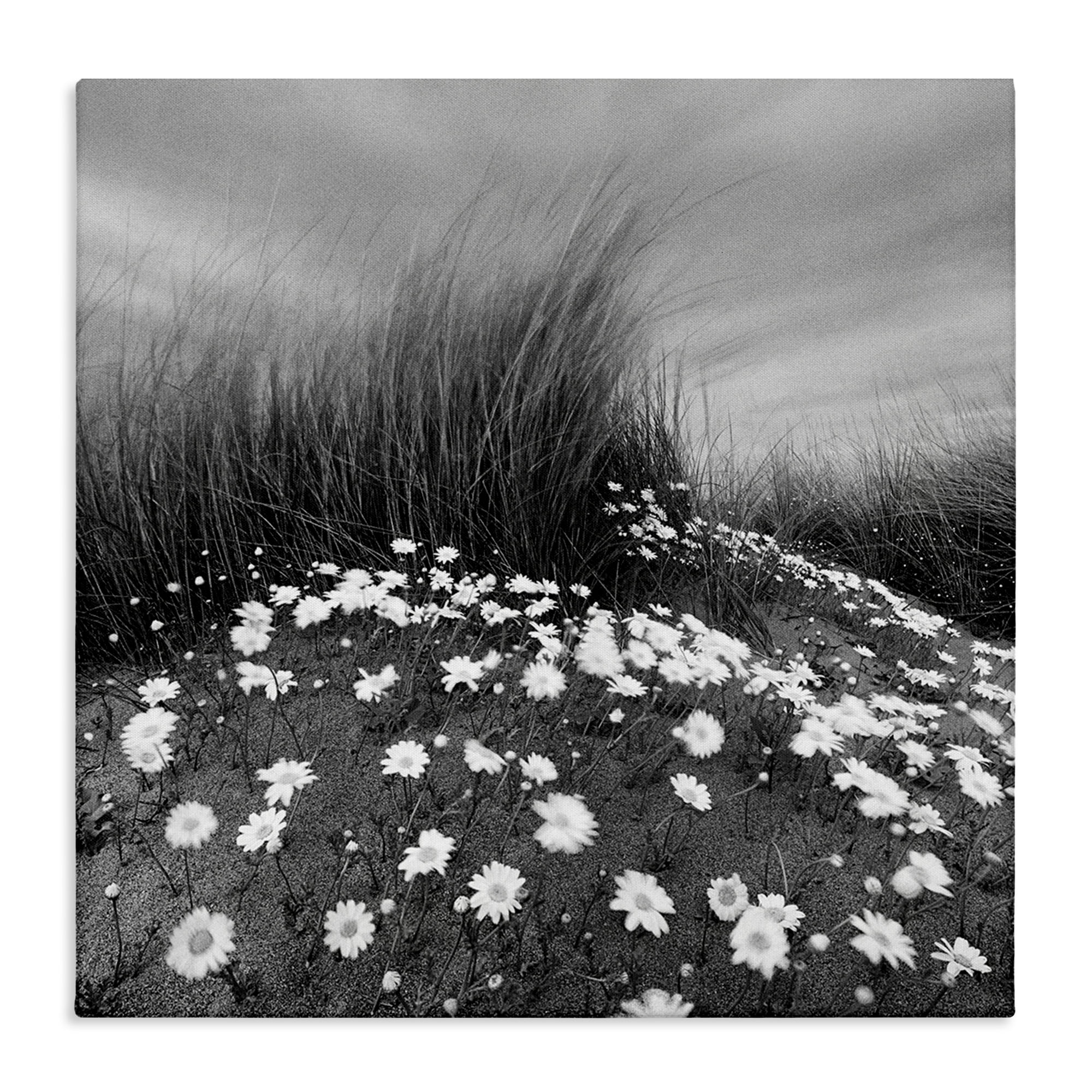 Stupell Industries Sand Daisies on Hill Landscape Photography Gallery Wrapped Canvas Art Print Wall Art, 36 x 36