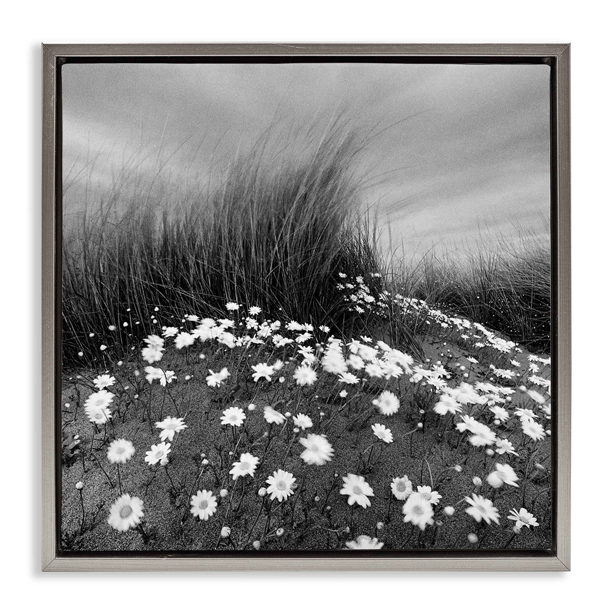 Stupell Industries Sand Daisies on Hill Landscape Photography Gray Floater Framed Art Print Wall Art, 18 x 18