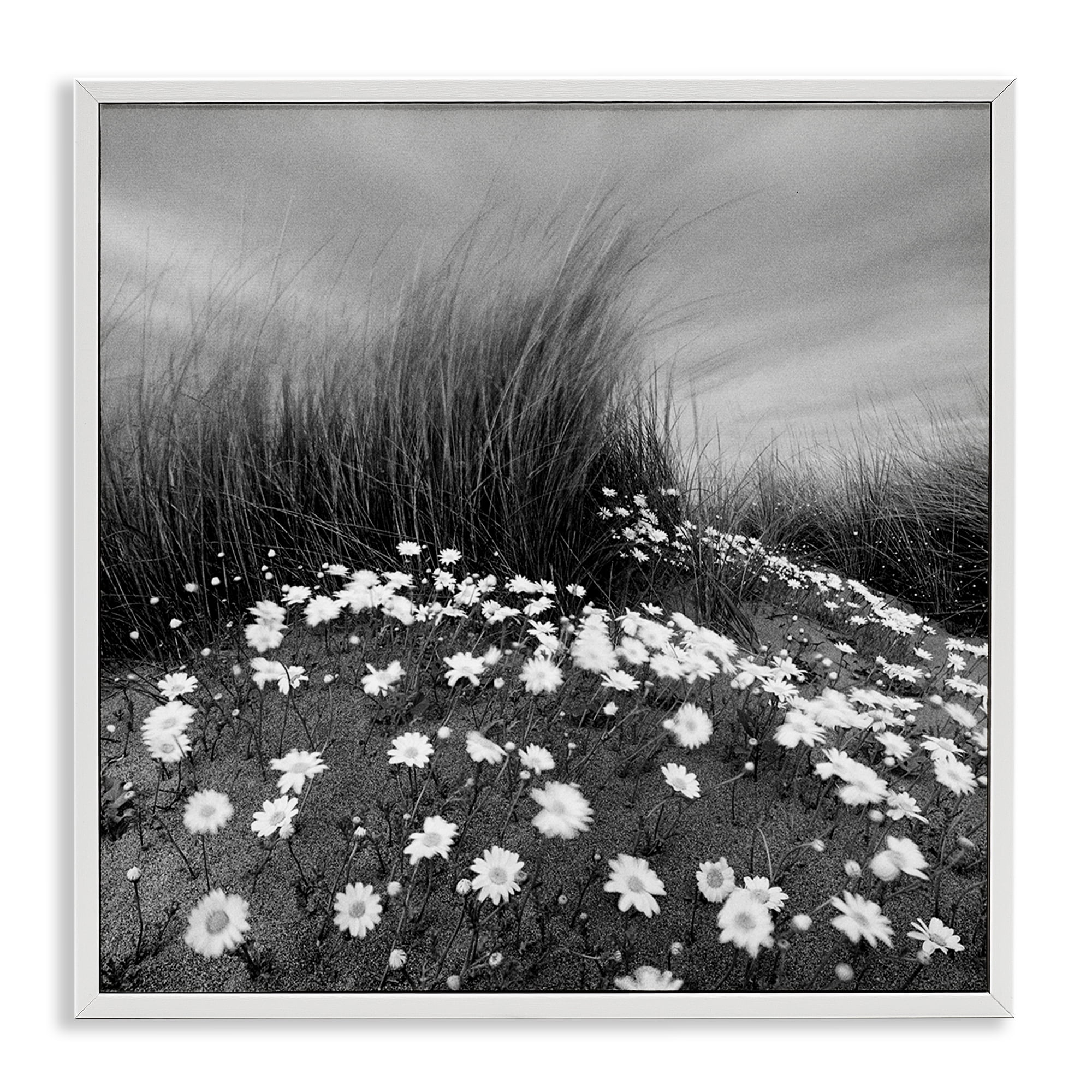 Stupell Industries Sand Daisies on Hill Landscape Photography White Framed Art Print Wall Art, 12 x 12