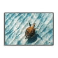 thumbnail image 1 of Stupell Industries Sandbar Sea Turtle Animals Photography Black Framed Art Print Wall Art, 24 x 16, 1 of 2