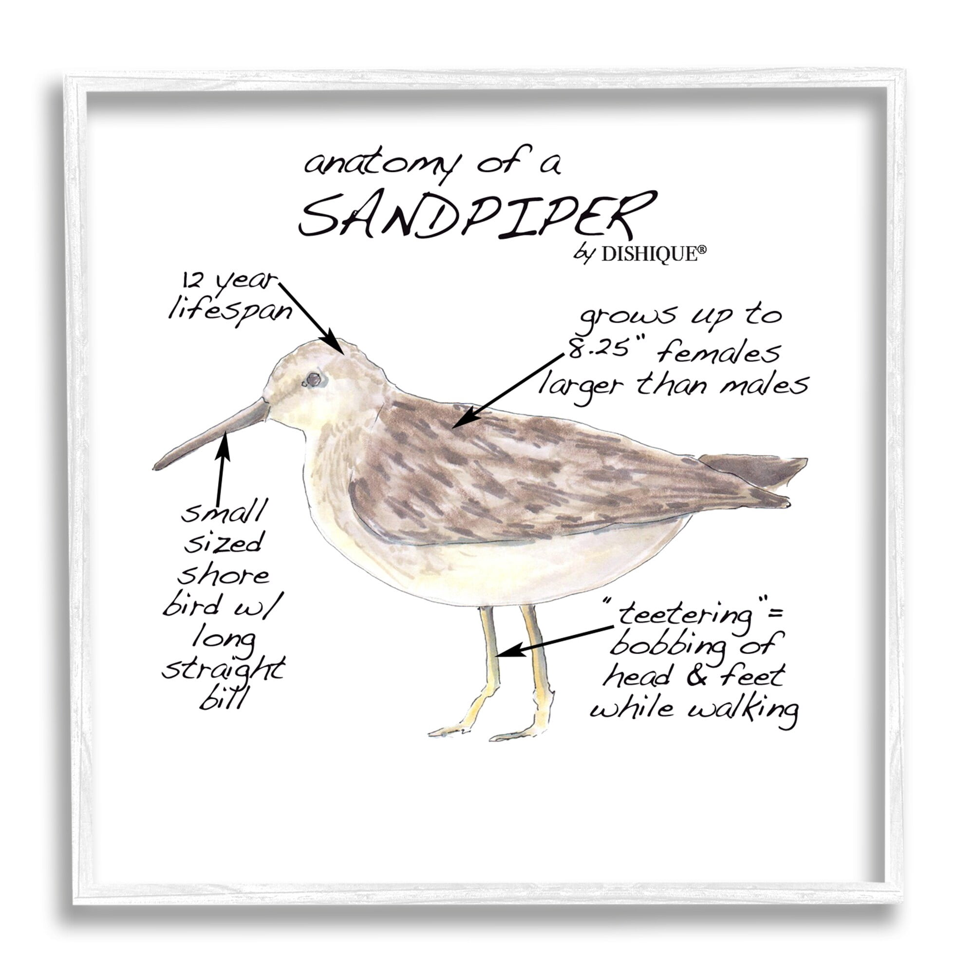 Stupell Industries Sandpiper Beach Bird Wildlife Learning Facts Chart Graphic Art White Framed Art Print Wall Art, Design by Dishique