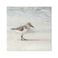 thumbnail image 1 of Stupell Industries Sandpiper Bird Stepping Beach Sand Graphic Art Gallery Wrapped Canvas Print Wall Art, Design by Denise Brown, 1 of 7