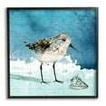 thumbnail image 1 of Stupell Industries Sandpiper Bird and Shell Nautical Ocean Map Animals & Insects Painting Black Framed Art Print Wall Art, 24 x 24, 1 of 7