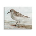 thumbnail image 1 of Stupell Industries Sandpiper Painting Speckled Feather Beach Bird Nautical Coast, 20 x 16, Design by Stellar Design Studio, 1 of 6
