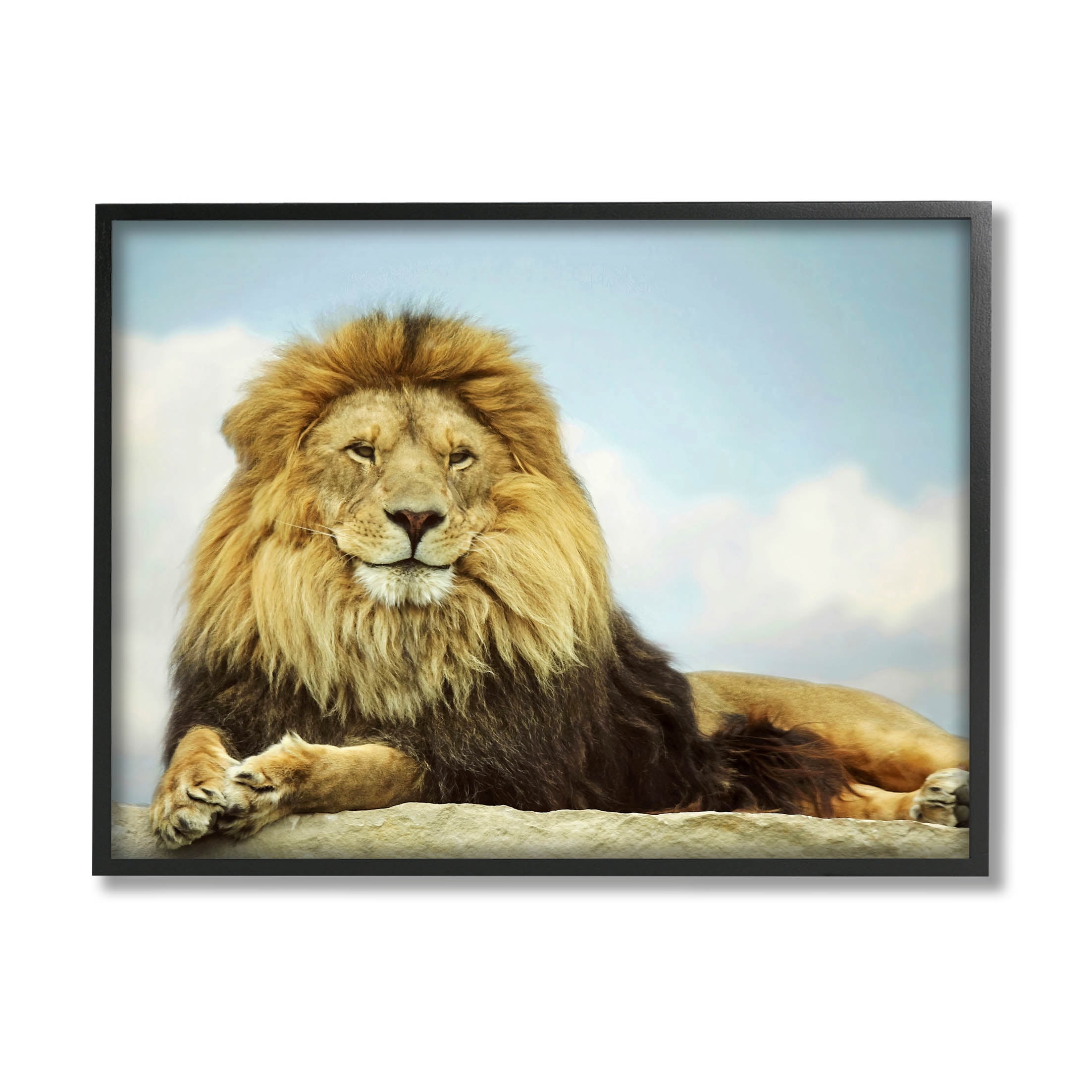 Stupell Industries Savanna Lion Photography Portrait Photograph Black Framed Art Print Wall Art, Design by Carrie Ann Grippo-Pike