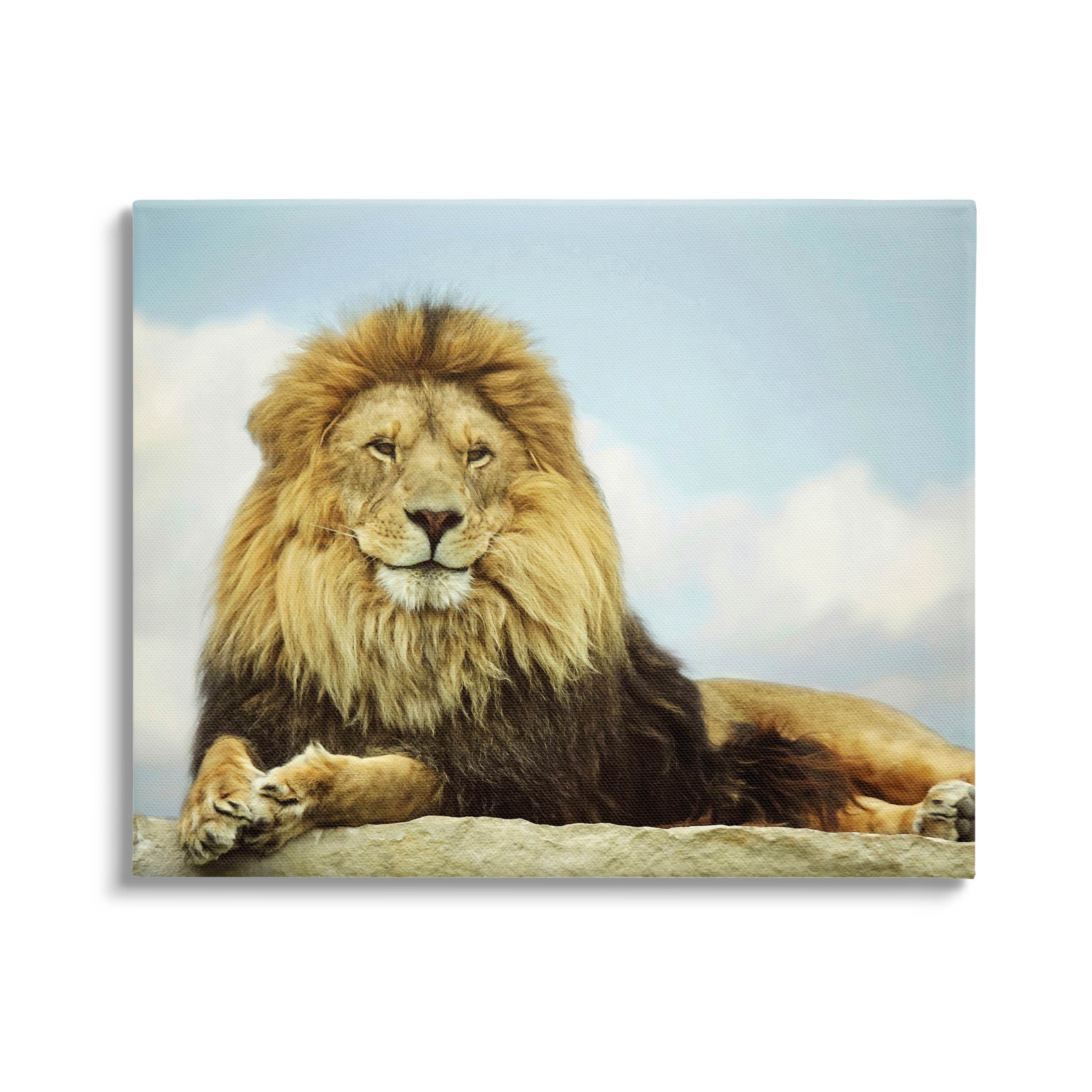 Stupell Industries Savanna Lion Photography Portrait Photograph Gallery Wrapped Canvas Print Wall Art, Design by Carrie Ann Grippo-Pike