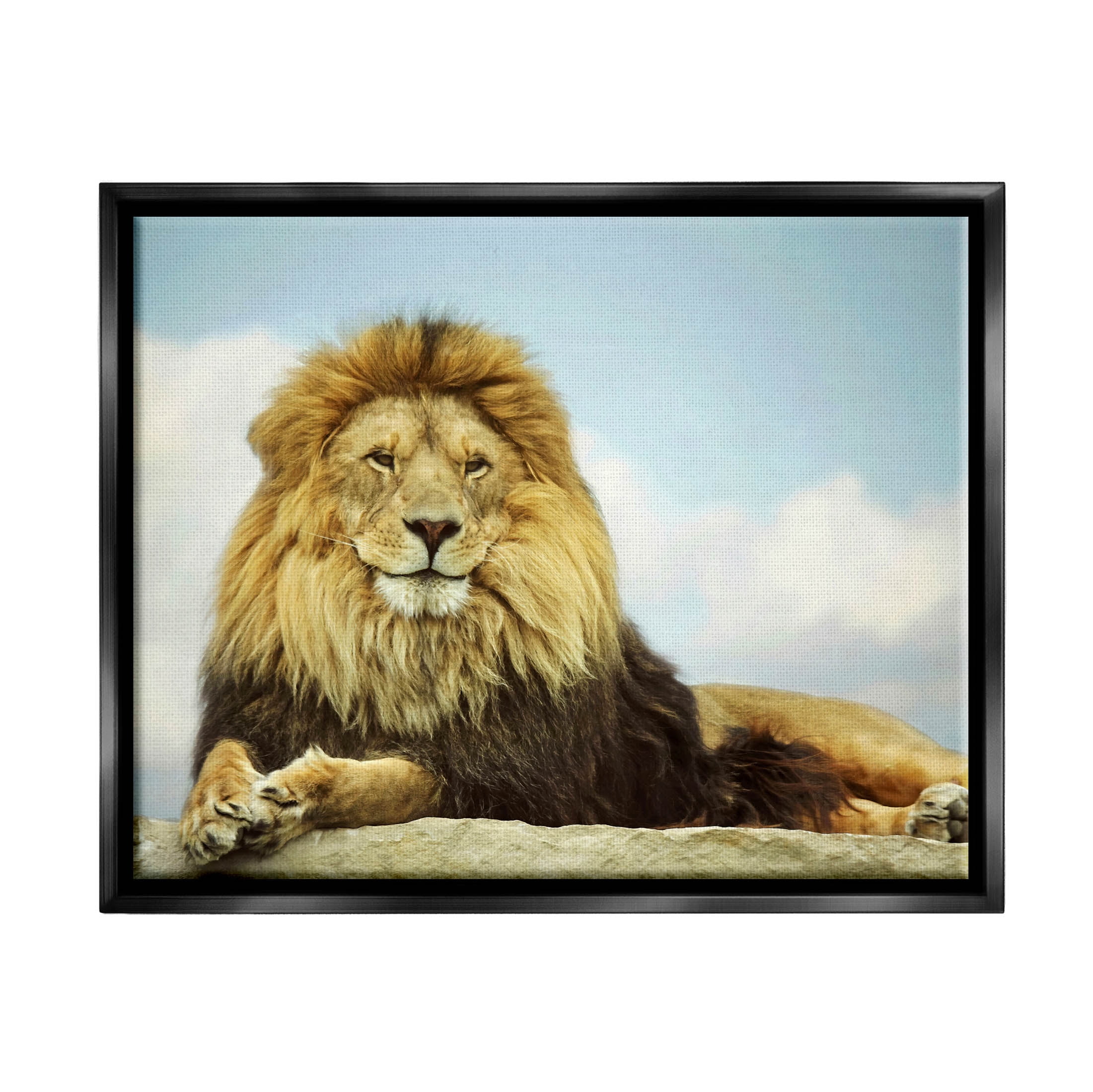 Stupell Industries Savanna Lion Photography Portrait Photograph Jet Black Floating Framed Canvas Print Wall Art, Design by Carrie Ann Grippo-Pike