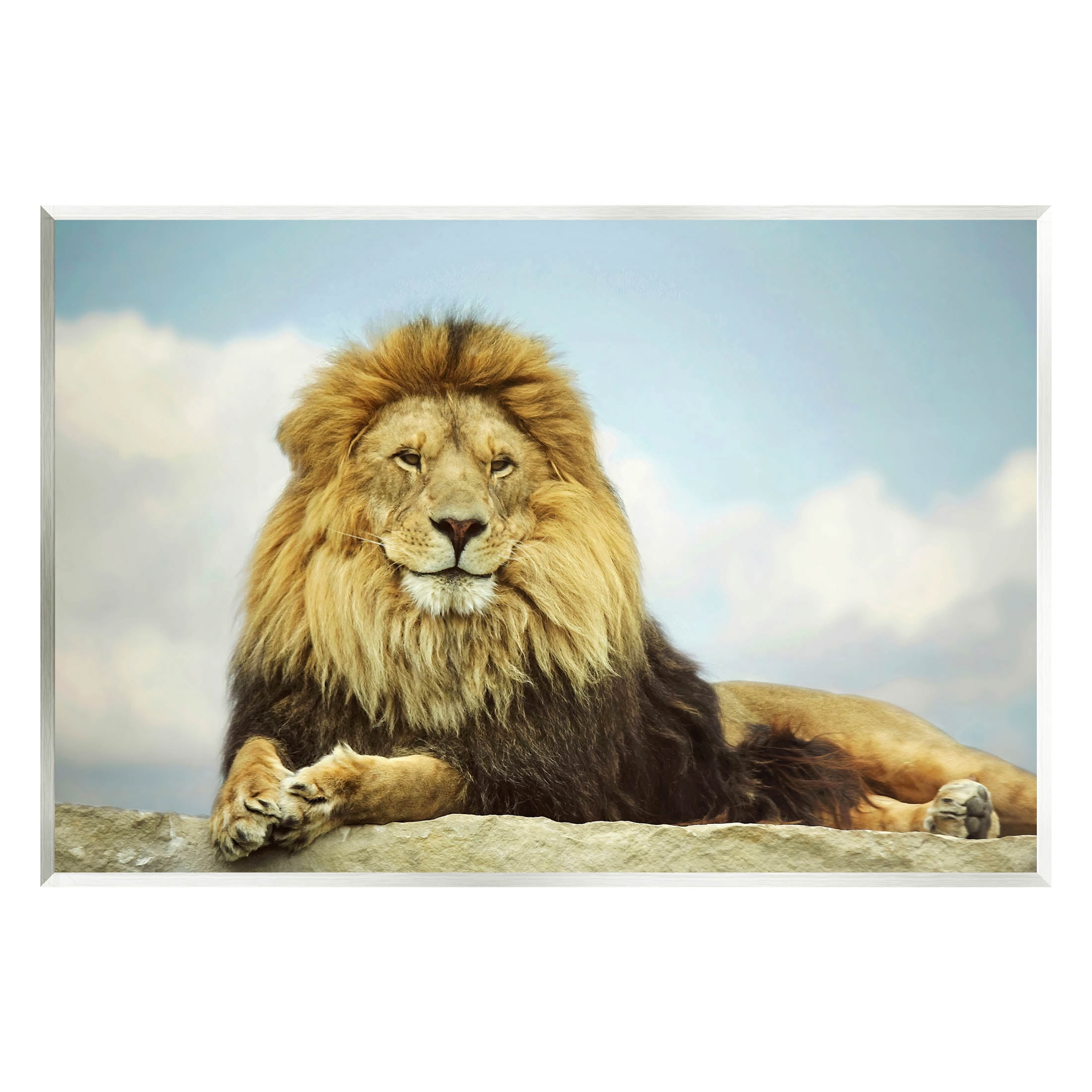Stupell Industries Savanna Lion Photography Portrait Photograph Unframed Art Print Wall Art, Design by Carrie Ann Grippo-Pike