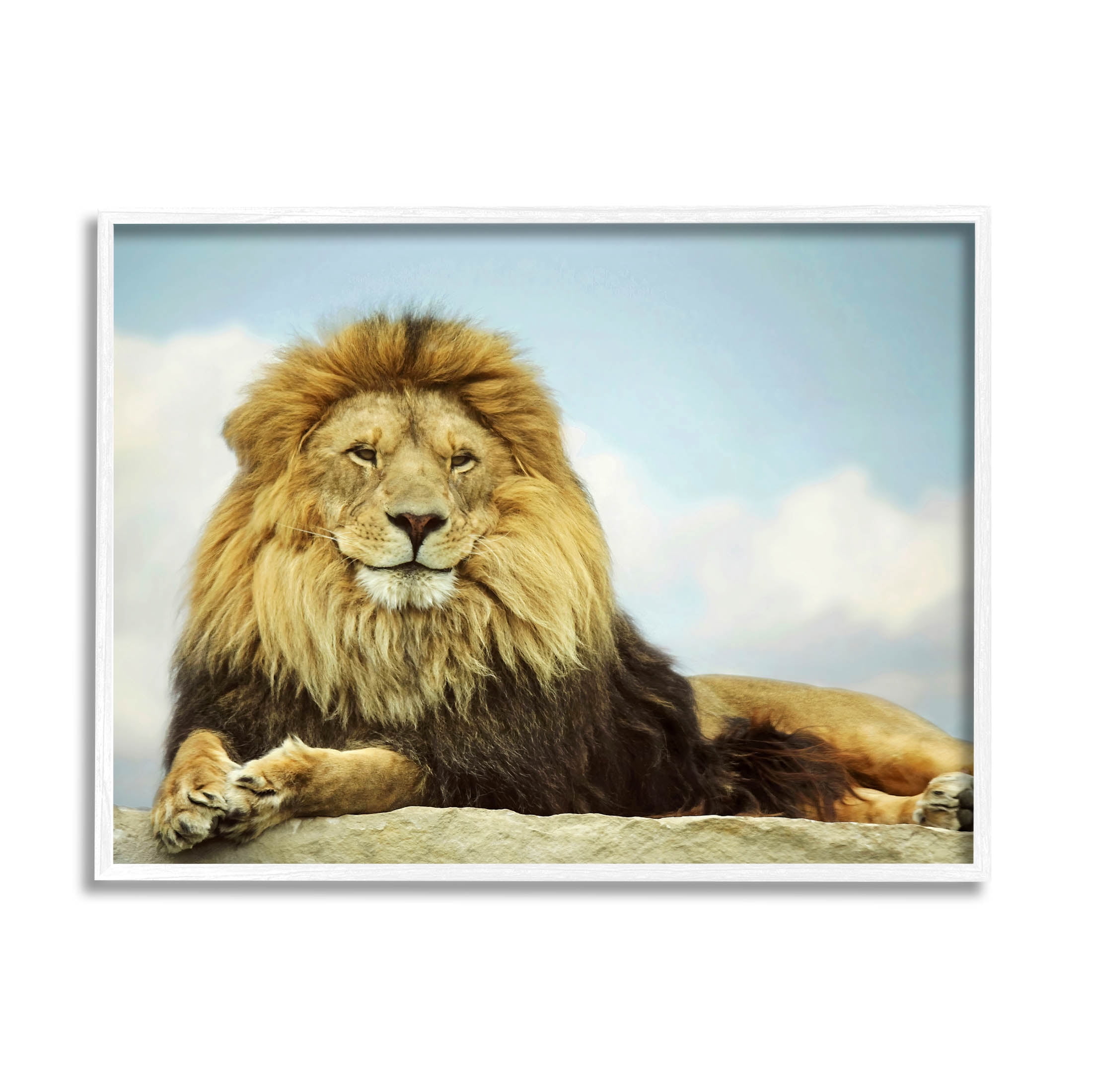 Stupell Industries Savanna Lion Photography Portrait Photograph White Framed Art Print Wall Art, Design by Carrie Ann Grippo-Pike