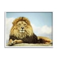 thumbnail image 1 of Stupell Industries Savanna Lion Photography Portrait Photograph White Framed Art Print Wall Art, Design by Carrie Ann Grippo-Pike, 1 of 7