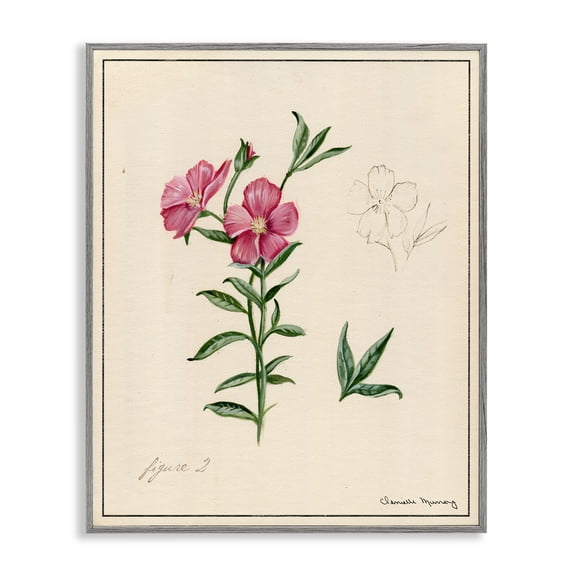 Stupell Industries Science Study Pink Flower Floral Drawing Gray Framed Art Print Wall Art, 24 x 30