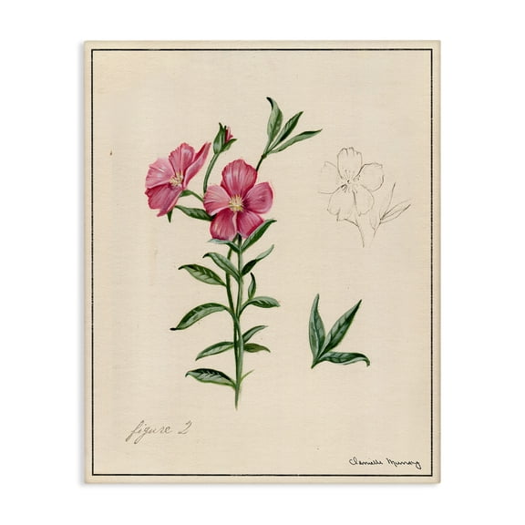 Stupell Industries Science Study Pink Flower Floral Drawing Wrapped Canvas Canvas Art Print Wall Art, 30 x 40