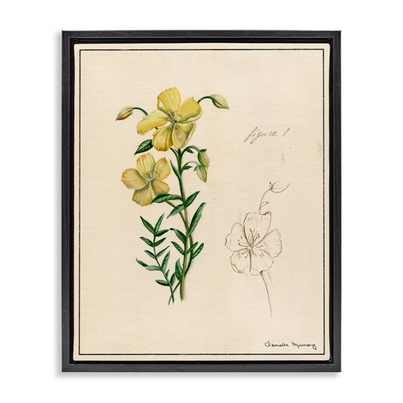 Stupell Industries Science Study Yellow Flower Floral Drawing Black Floater Framed Canvas Art Print Wall Art, 17 x 21