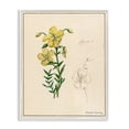thumbnail image 1 of Stupell Industries Transitional Science Study Yellow Flower White Framed Giclee Art, 16 x 20, by Danielle Murray, 1 of 7
