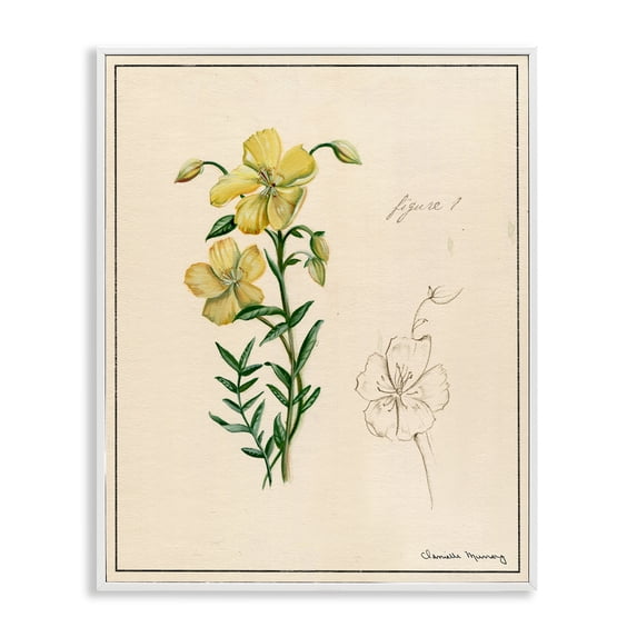 Stupell Industries Transitional Science Study Yellow Flower White Framed Giclee Art, 16 x 20, by Danielle Murray