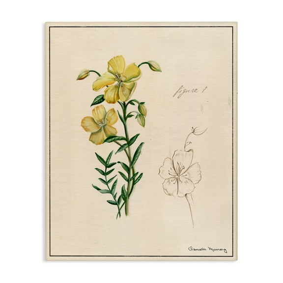 Stupell Industries Science Study Yellow Flower Floral Drawing Wrapped Canvas Canvas Art Print Wall Art, 16 x 20
