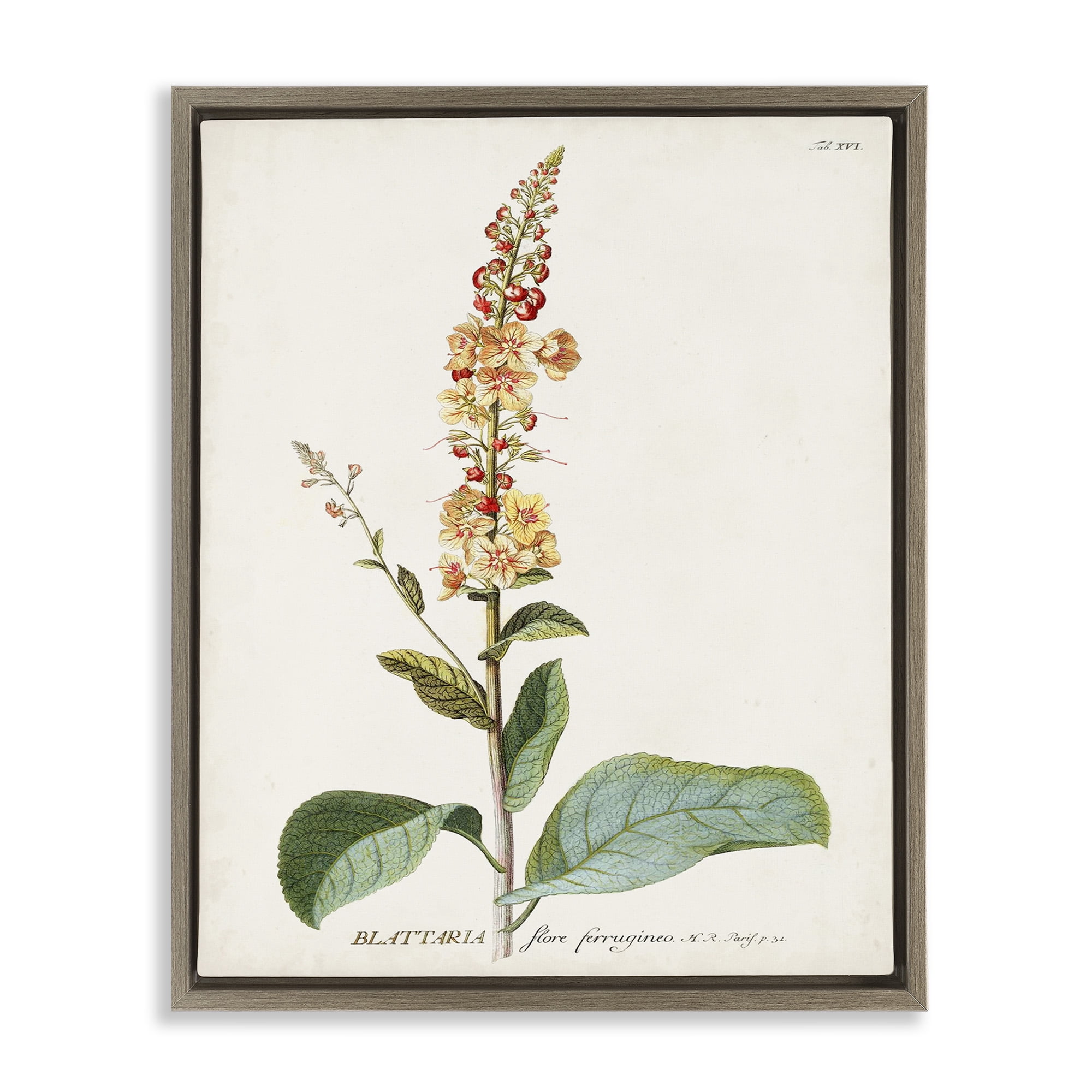 Stupell Industries Scientific Botanical Plant Botanical & Floral Drawing Brown Floater Framed Canvas Art Print Wall Art, 25 x 31