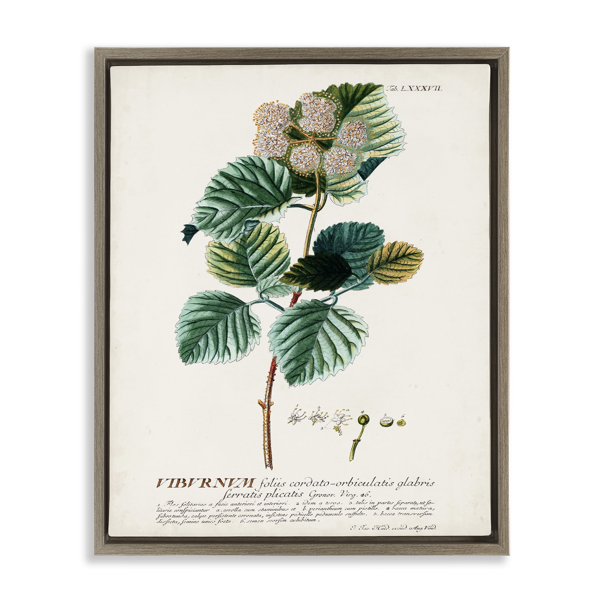 Stupell Industries Scientific Botanical Plant Seeds Sports Drawing Brown Floater Framed Canvas Art Print Wall Art, 17 x 21