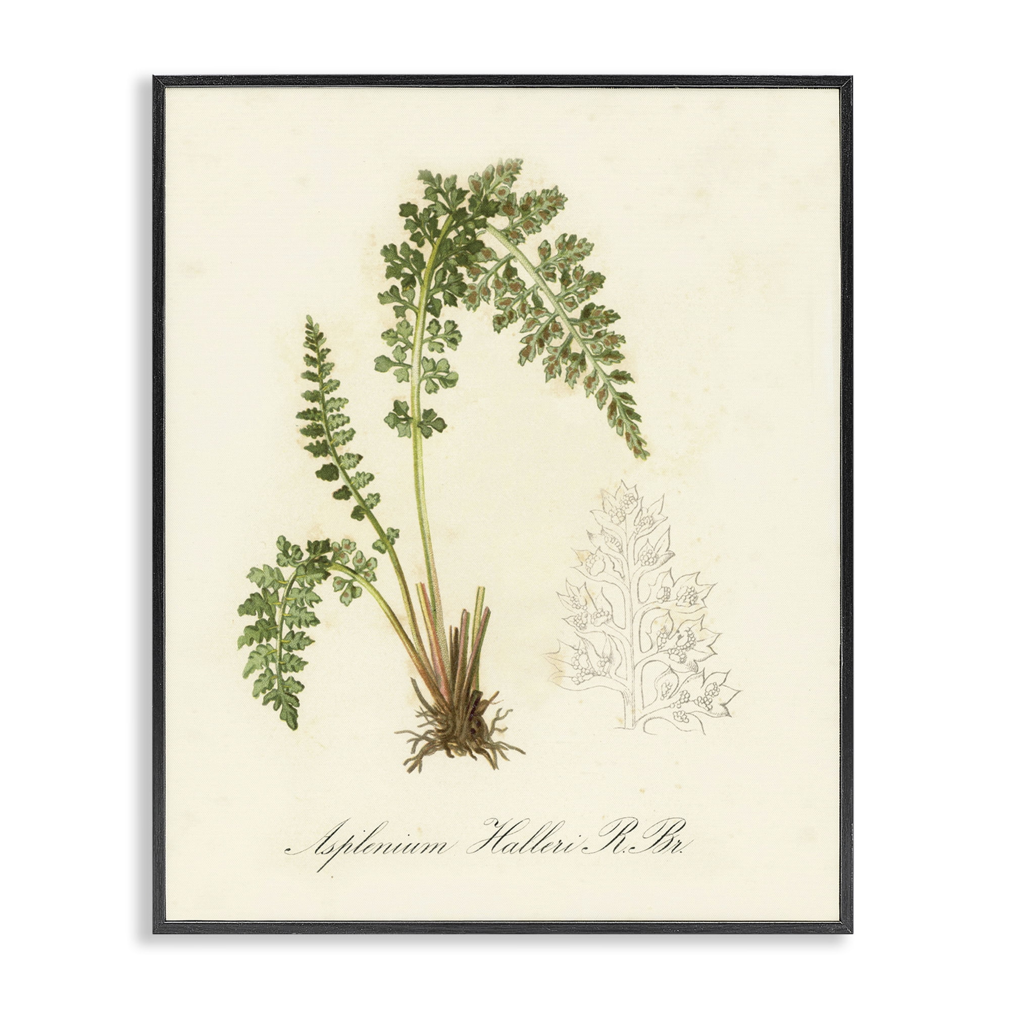 Stupell Industries Scientific Fern Study Plants & Flowers Painting Black Framed Art Print Wall Art, 24 x 30