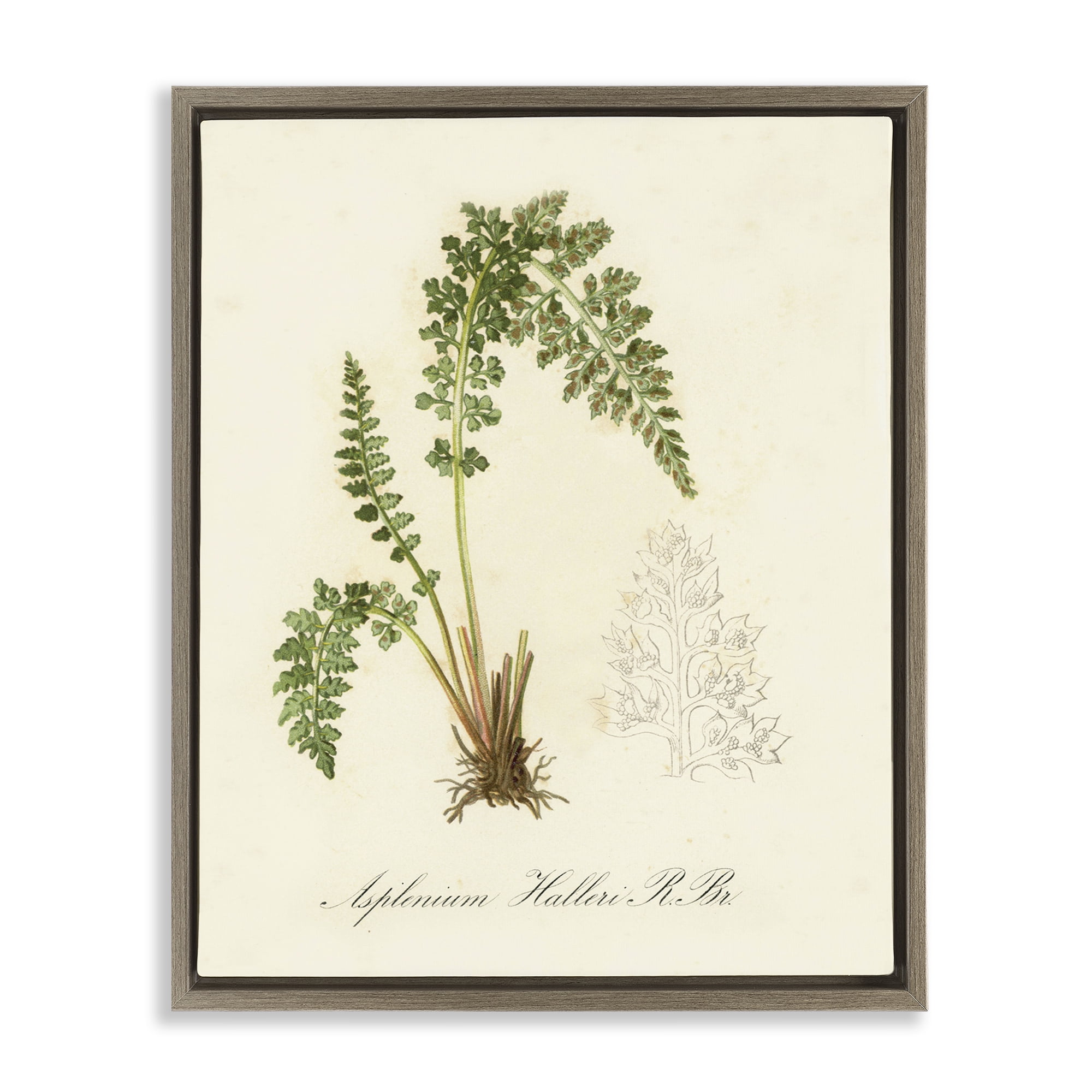 Stupell Industries Scientific Fern Study Plants & Flowers Painting Brown Floater Framed Canvas Art Print Wall Art, 25 x 31