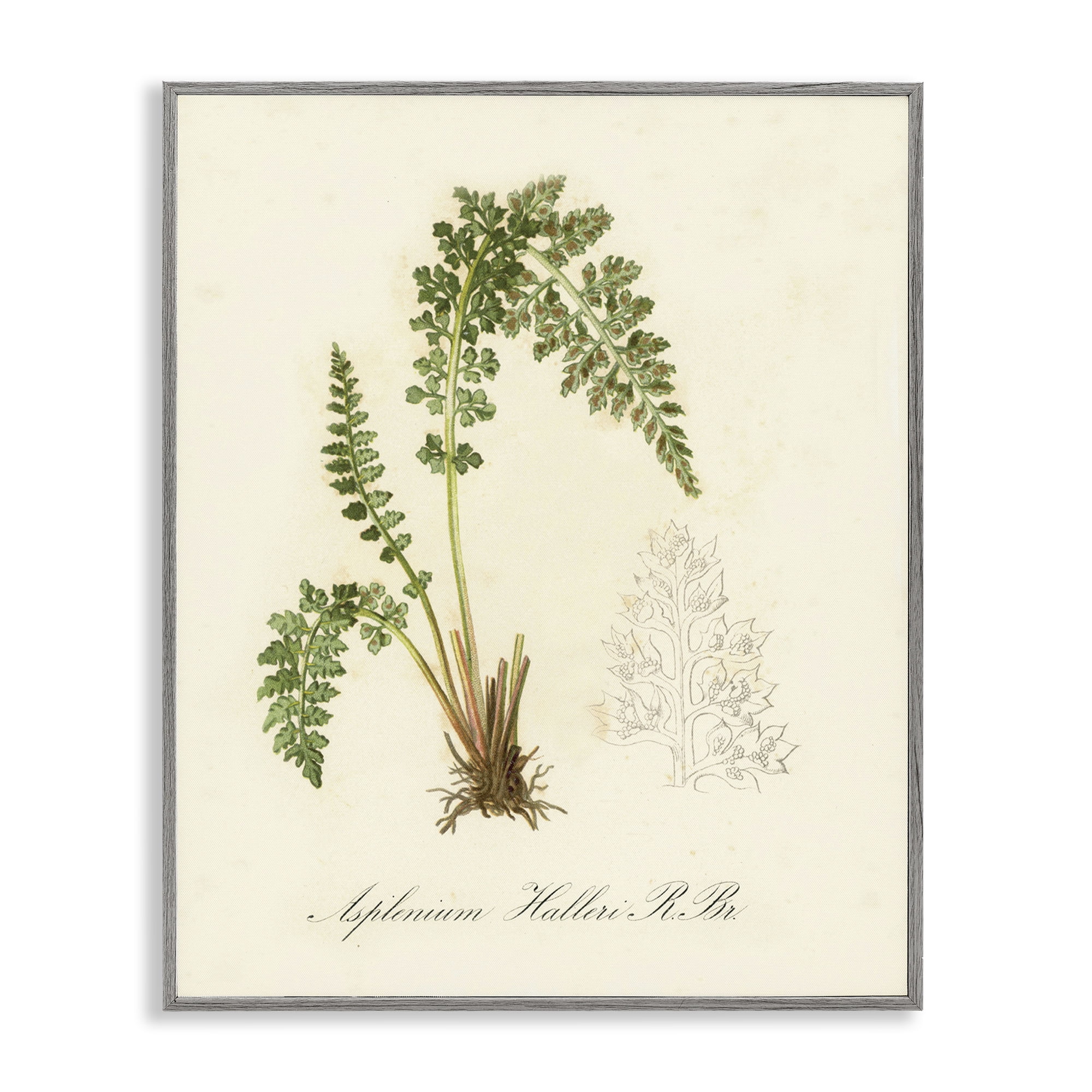 Stupell Industries Scientific Fern Study Plants & Flowers Painting Gray Framed Art Print Wall Art, 16 x 20