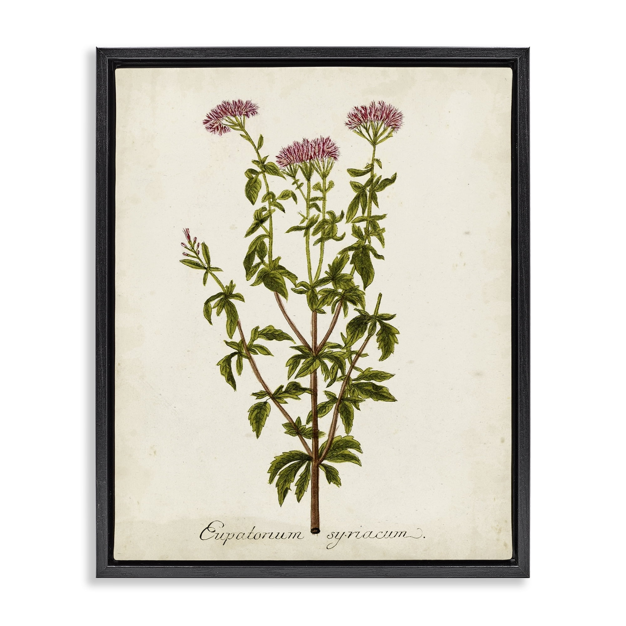 Stupell Industries Scientific Flower Study Botanical & Floral Painting Black Floater Framed Art Print Wall Art, 17 x 21