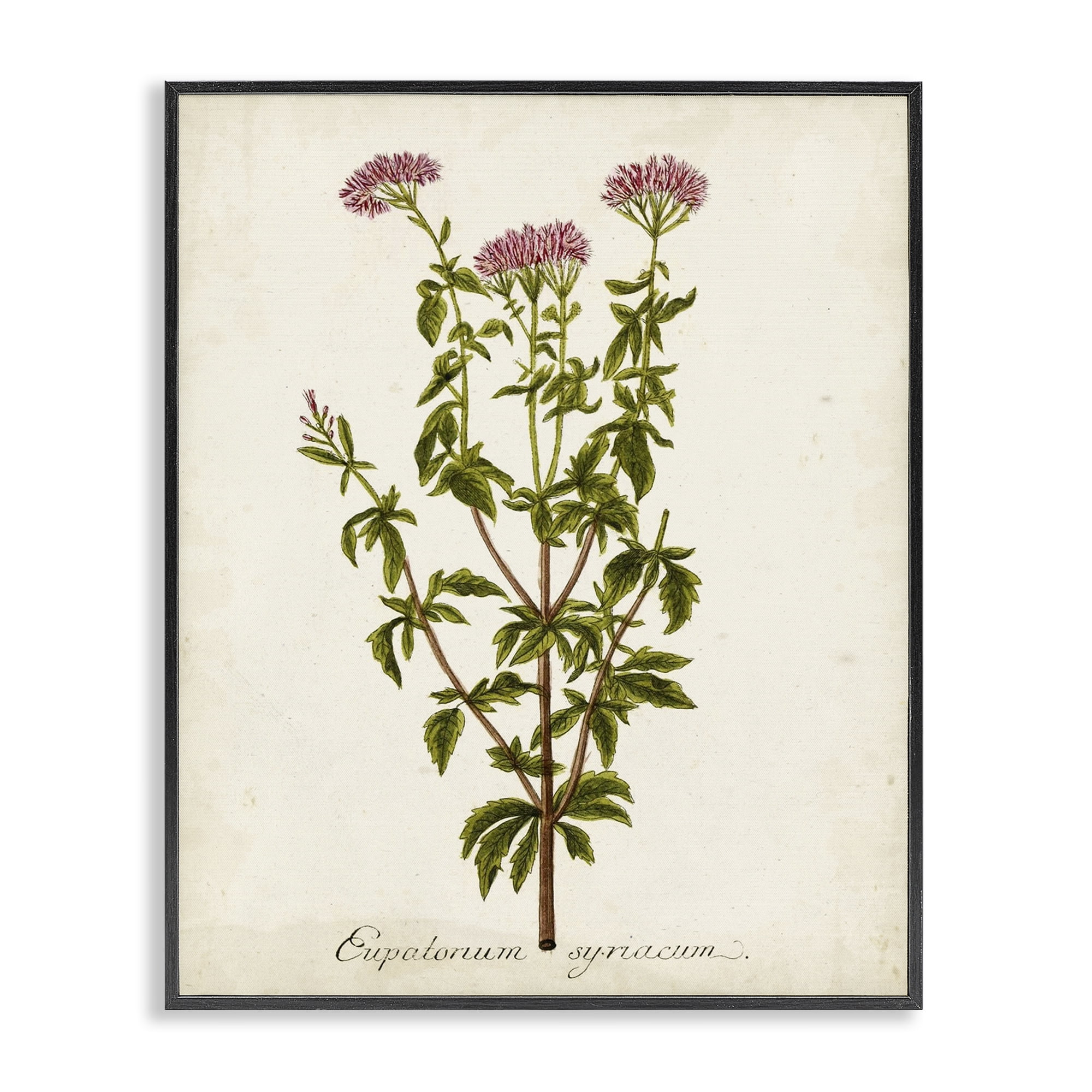 Stupell Industries Scientific Flower Study Botanical & Floral Painting Black Framed Art Print Wall Art, 16 x 20