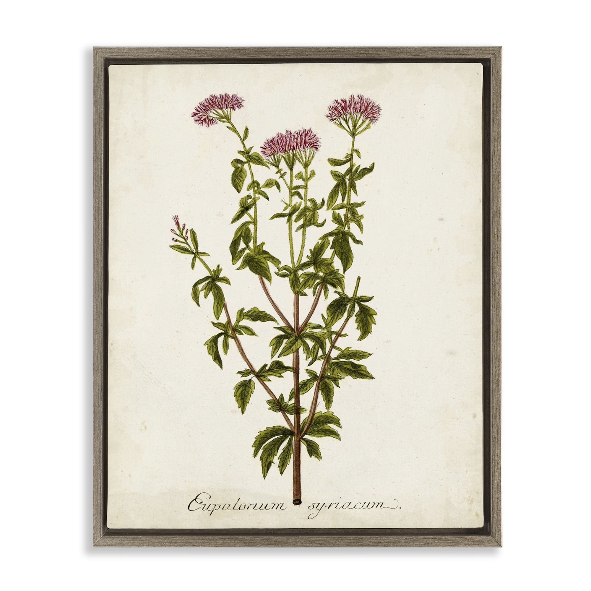 Stupell Industries Scientific Flower Study Botanical & Floral Painting Brown Floater Framed Art Print Wall Art, 25 x 31