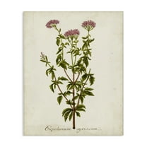 Stupell Industries Scientific Flower Study Botanical & Floral Painting Gallery Wrapped Canvas Art Print Wall Art, 16 x 20