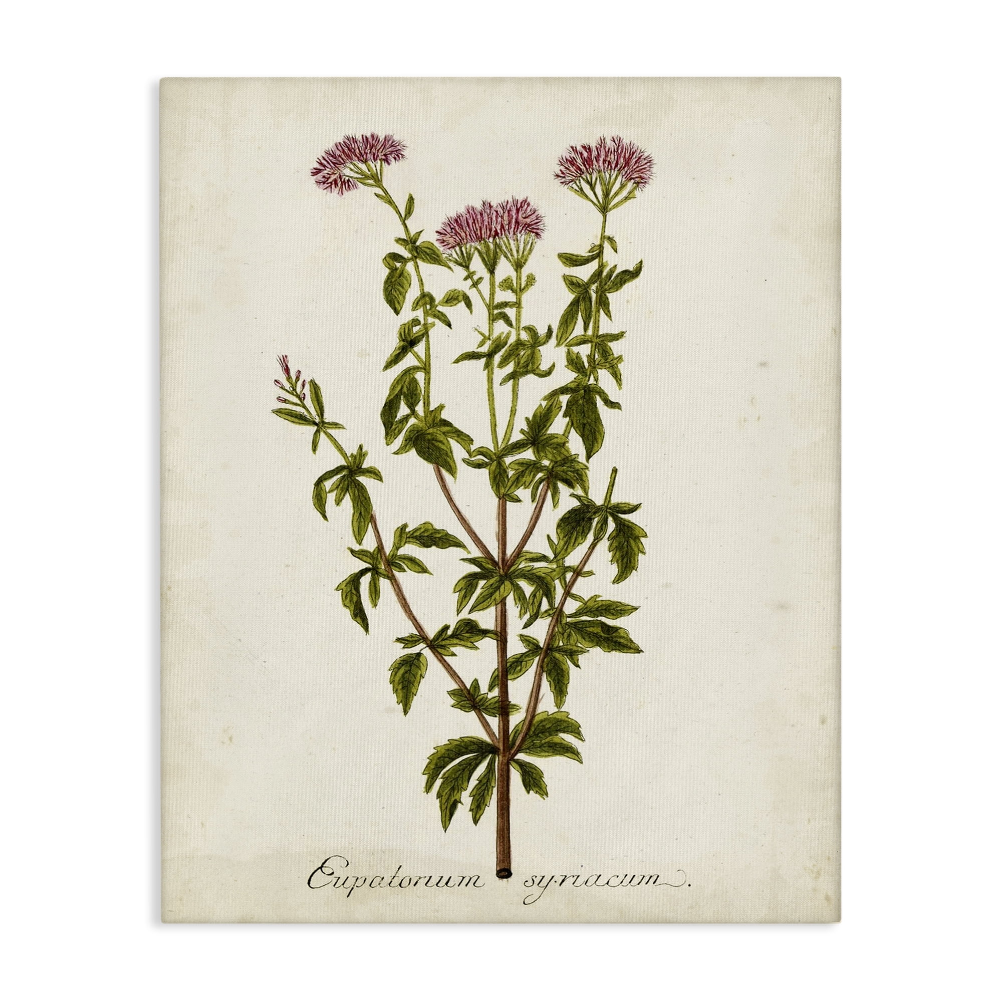 Stupell Industries Scientific Flower Study Botanical & Floral Painting Gallery Wrapped Canvas Art Print Wall Art, 30 x 40