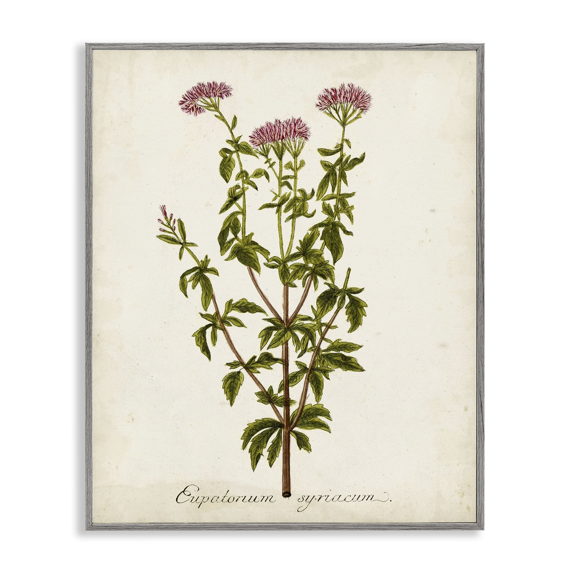 Stupell Industries Scientific Flower Study Botanical & Floral Painting Gray Framed Art Print Wall Art, 24 x 30
