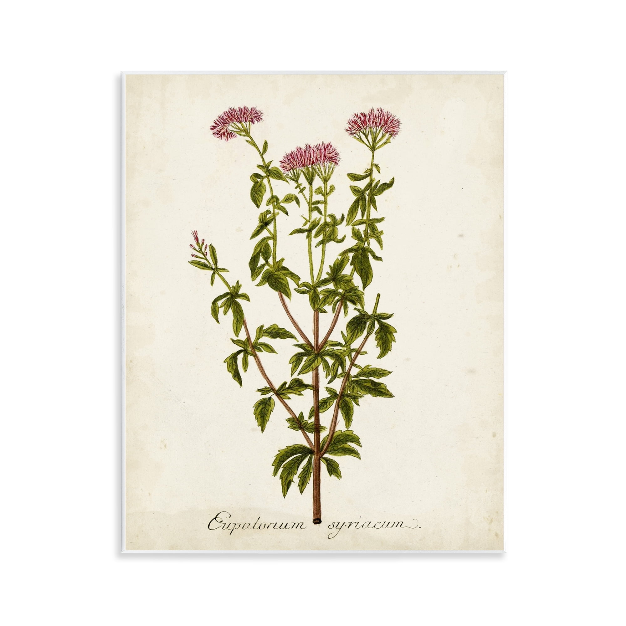 Stupell Industries Scientific Flower Study Botanical & Floral Painting Unframed Art Print Wall Art, 11 x 14